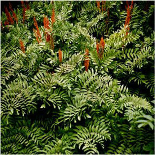 fern-royal - minuni ale naturii create de Dumnezeu 5