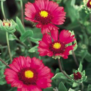 gaillardia-burgundy - minuni ale naturii create de Dumnezeu 5