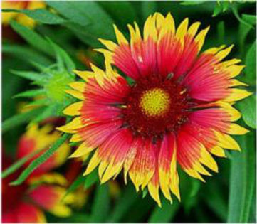gaillardia-goblin - minuni ale naturii create de Dumnezeu 5