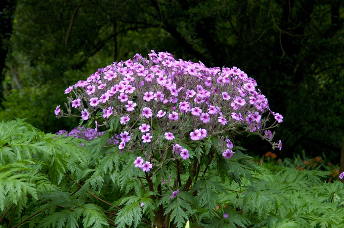 Geranium_maderense_2 - minuni ale naturii create de Dumnezeu 5