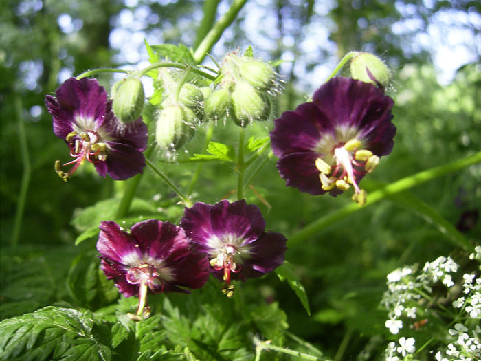 Geranium_phaeum_flowers - minuni ale naturii create de Dumnezeu 5