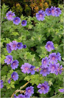 geranium-johnson-blue