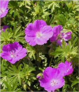 geranium-sanguineum