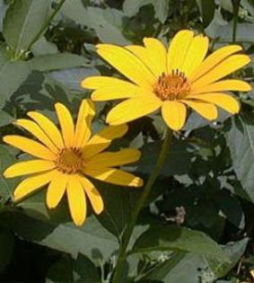 heliopsis-summersun