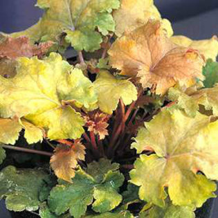 heuchera-amberwaves