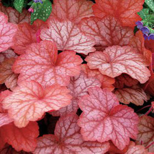 heuchera-georgiapeach