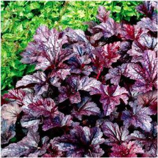 heuchera-plumbudding