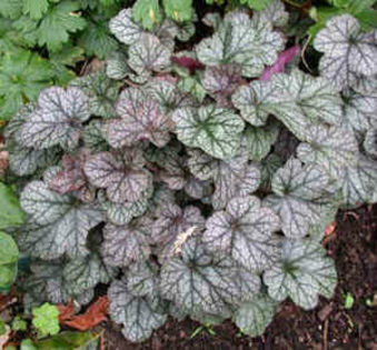 heuchera-silverscrolls