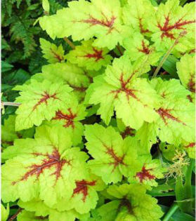 heucherella-sunspot