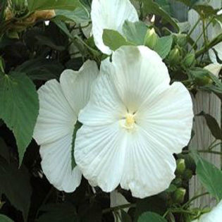 hibiscus-blueriver
