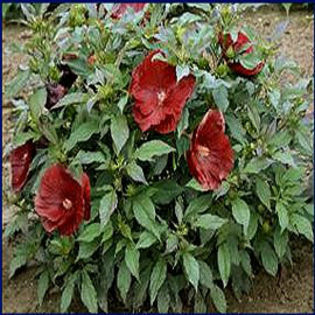 hibiscus-cranberrycrush