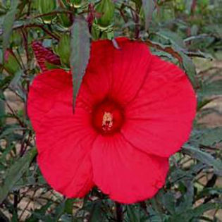hibiscus-fireball