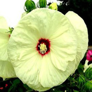 hibiscus-oldyella (1)