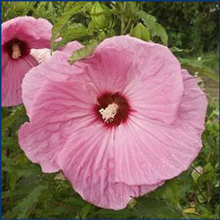 hibiscus-partyfavor