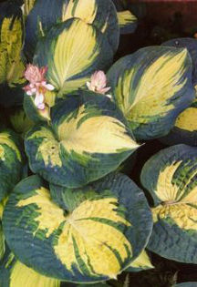 hosta