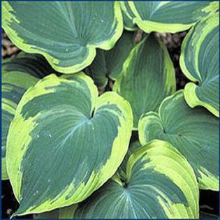 hosta_earthangel