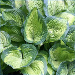 hosta_paradigm