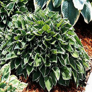 hosta-AllenP-McConnell