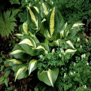 hosta-americansweetheart