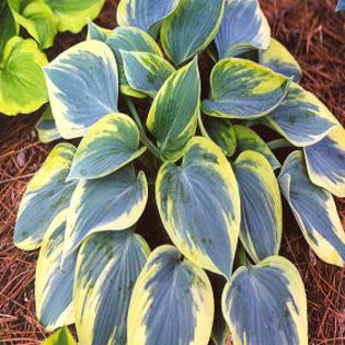 hosta-aristocrat
