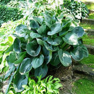hosta-bigdaddy