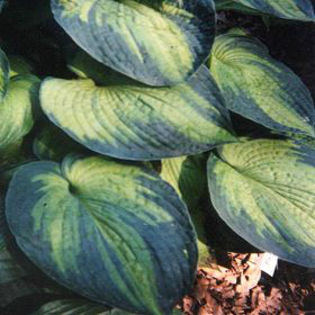 hosta-brightlights