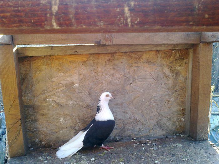  - porumbei care iam detinut