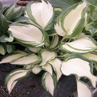 hosta-dancing_in_the_rain