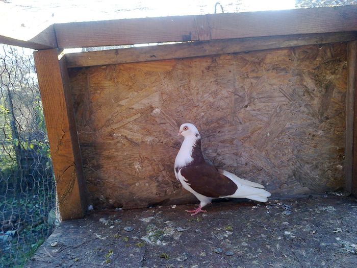  - porumbei care iam detinut