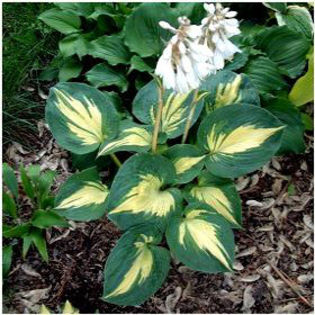 hosta-dreamweaver