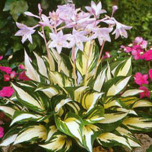 hosta-fireandice