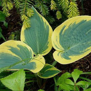 hosta-firstfrost