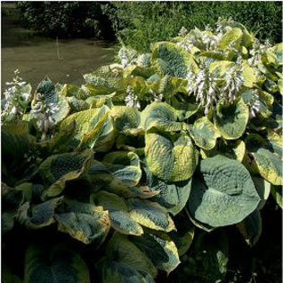 hosta-frances_williams