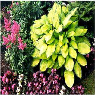 hosta-GoldStandard2