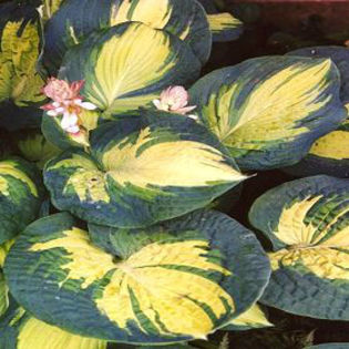 hosta-greatexpectations