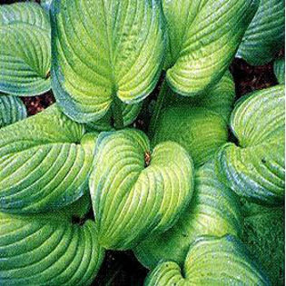 hosta-guacamole2
