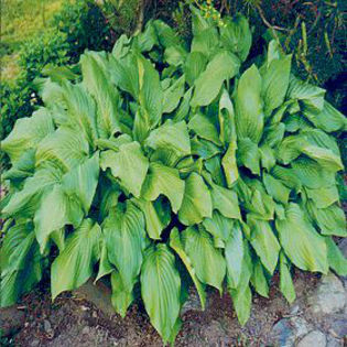 hosta-honeybells