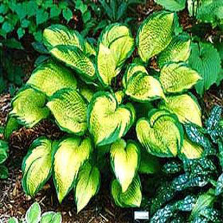 hosta-inniswood2
