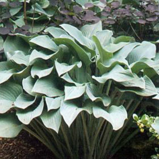 hosta-krossaregal