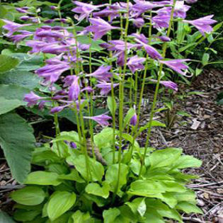 hosta-lemonlive