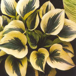 hosta-liberty