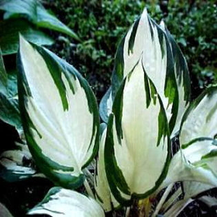hosta-loyalist