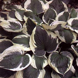 hosta-minuteman
