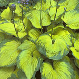 hosta-oldglory
