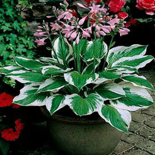 hosta-patriot