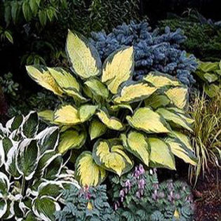 hosta-paulsglory