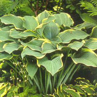 hosta-RegalSplendor2