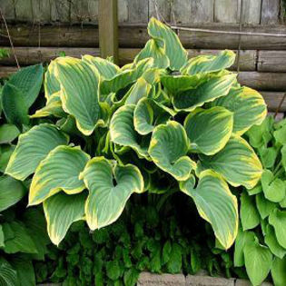 hosta-sagae