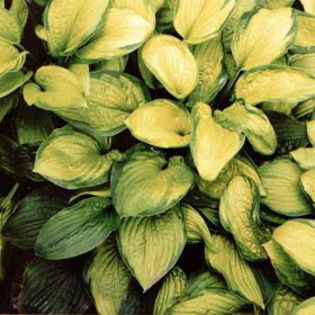 hosta-septembersun