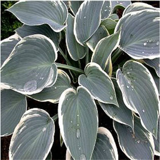 hosta-sleepingbeauty